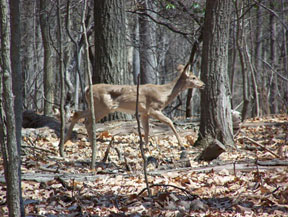Deer at Dayspring by Aeren Martinez Deer at Dayspring by Aeren Martinez