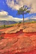11_Oct_Josh_Tree_72dpi