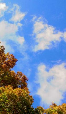 A photograph of fall foliage against a cross shape of bright blue sky surrounded by clouds