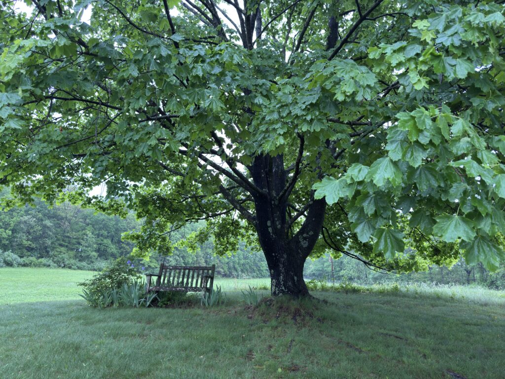 A large, spreading tree with huge green leaves and a bench placed in its shade.