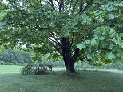 A large, spreading tree with huge green leaves and a bench placed in its shade.