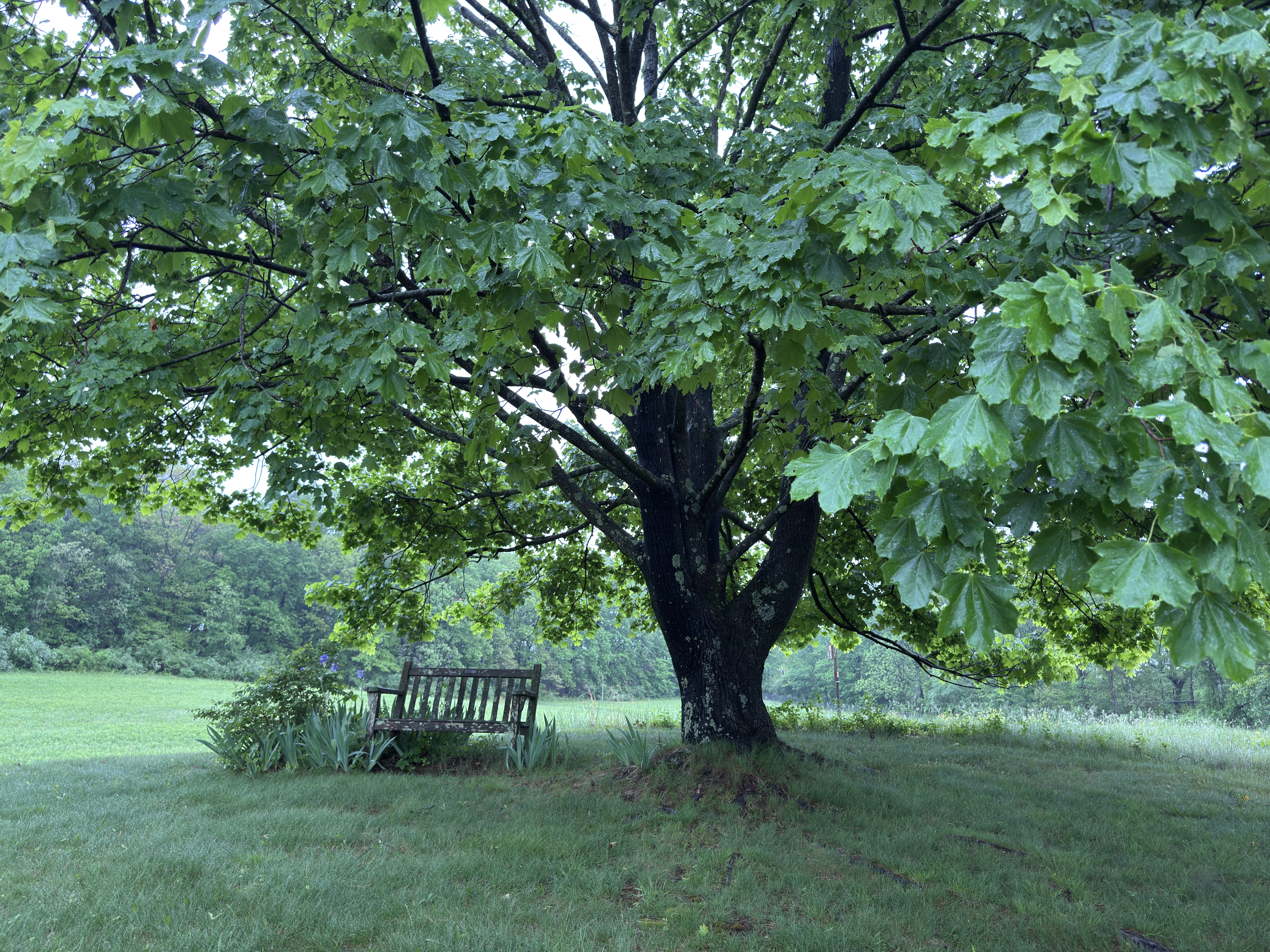 A large, spreading tree with huge green leaves and a bench placed in its shade.
