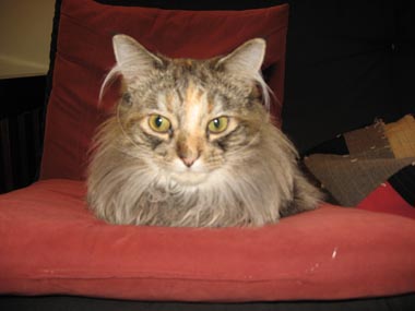 A photo of John's cat, Lula